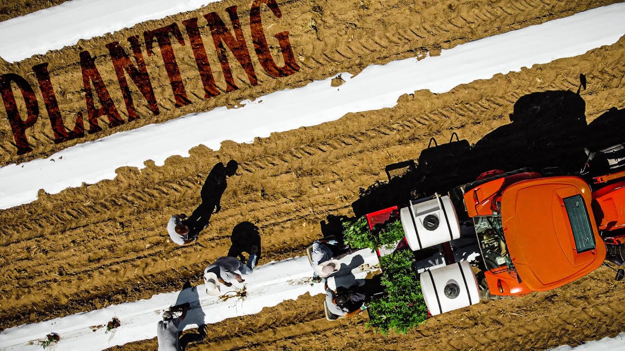 Waterwheel Planting: How a Cannabis Farm Plants 6 Acres in 2 Days!