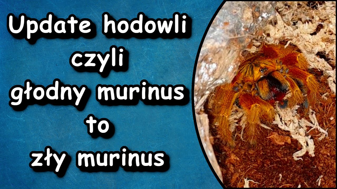 Update hodowli czyli sprawdzimy co słychać u niektórych ptaszników