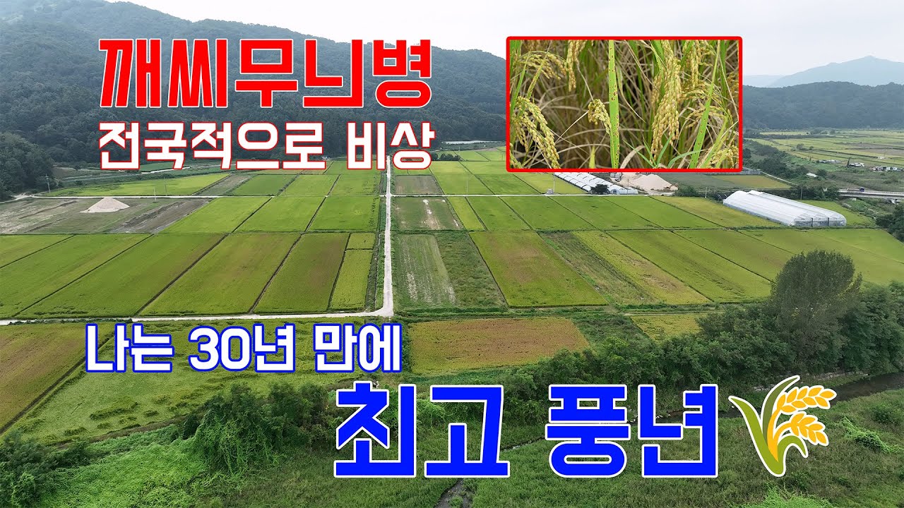 “30년 농사 인생, 올해가 최고! 🌾 깨씨무늬병도 막은 비결은?”