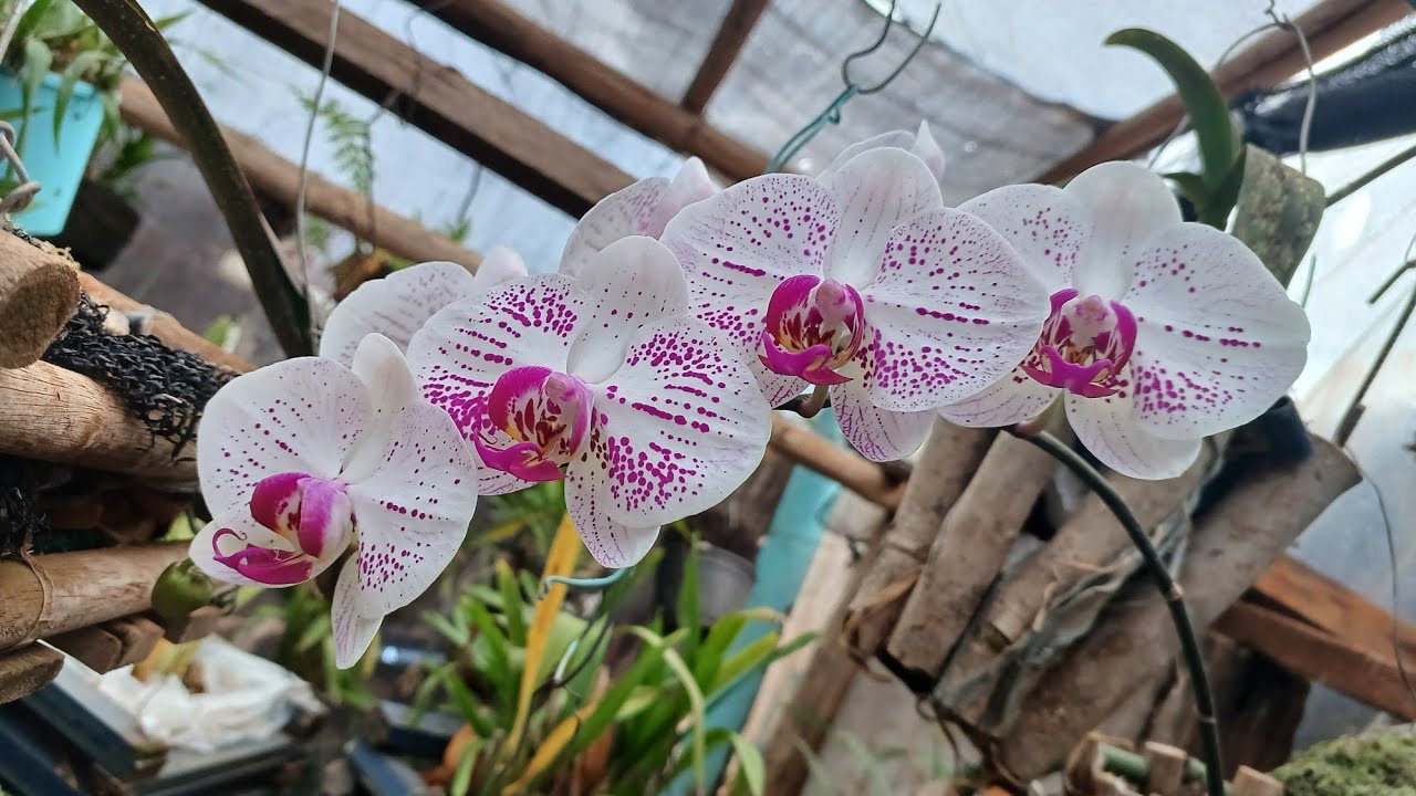 Venha comigo num tor pelo orquidario ver  #orquidias #suculenta 