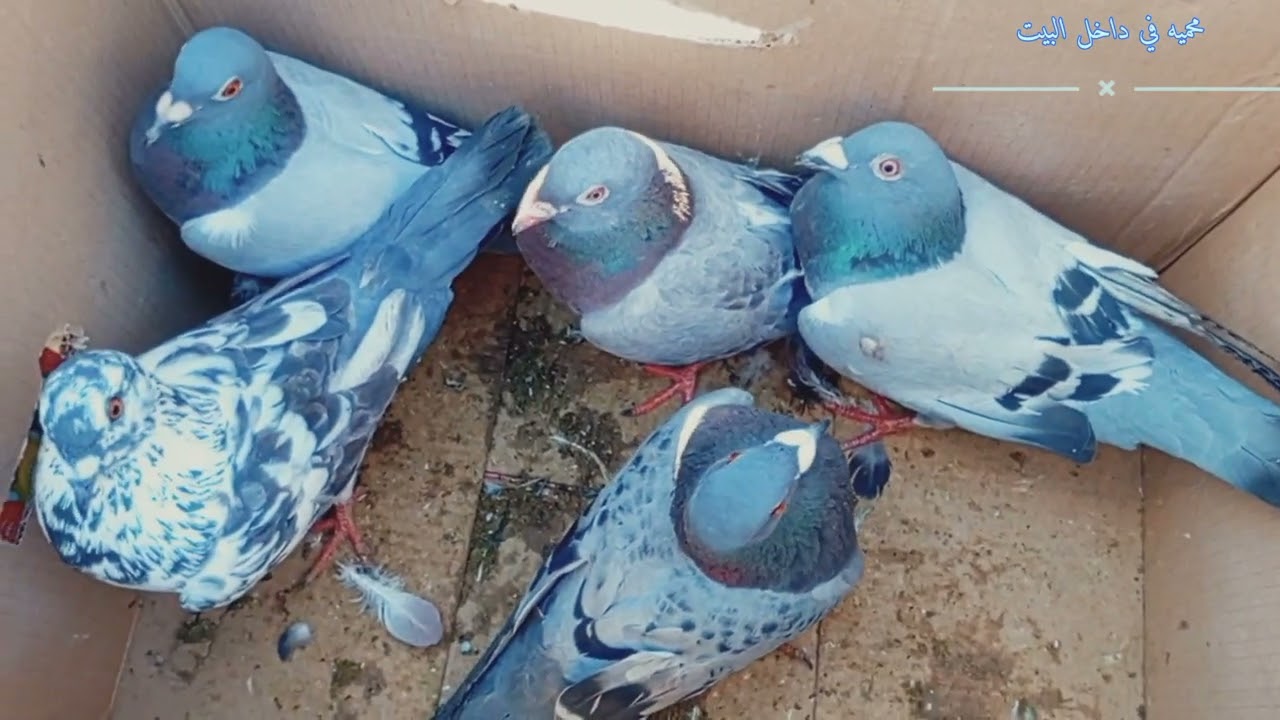اسعار الطيور في سوق الجمعه2024/8/16