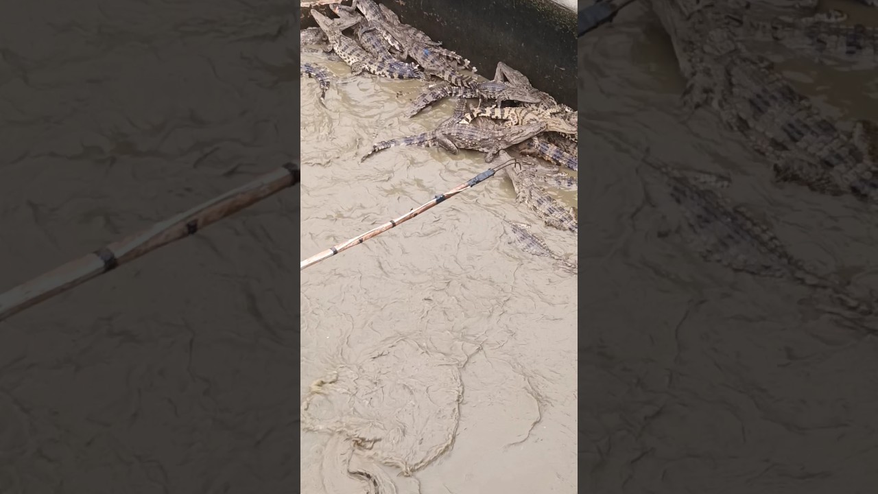New Magical Hook One Hook Caught Crocodile Farm. Crocodiles Animals' Confusing Behavior.do