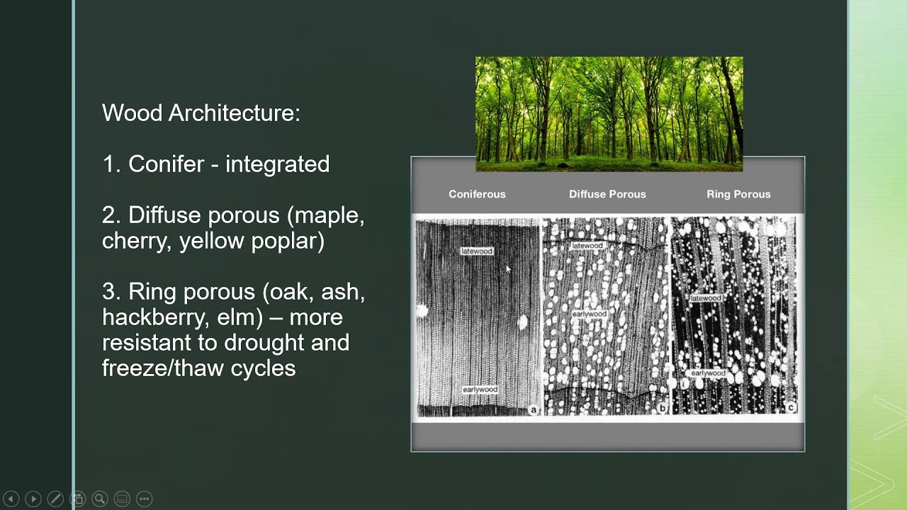 Botany 101 Crash Course