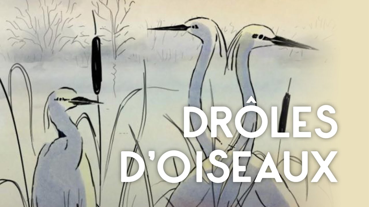 Drôles d'oiseaux - Bande annonce SalamandreTV