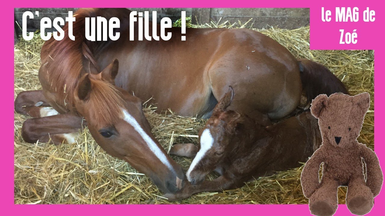 Le MAG de Zoé : L'arrivée du poulain !