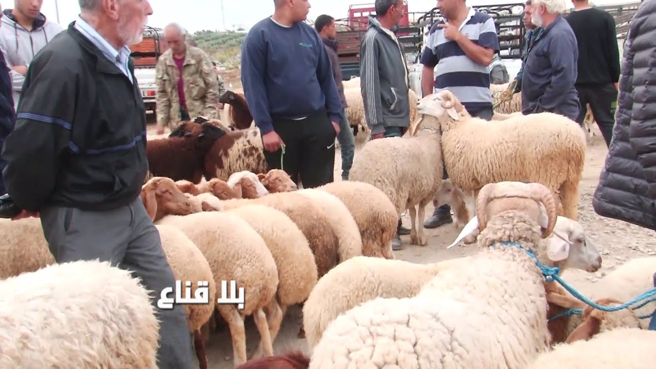 علوش العيد ب670 دينار بسوم الجملة في رحبة بوعرقوب..لكن الفلاح يشكي والقشار متغشش والمواطن فالس !!