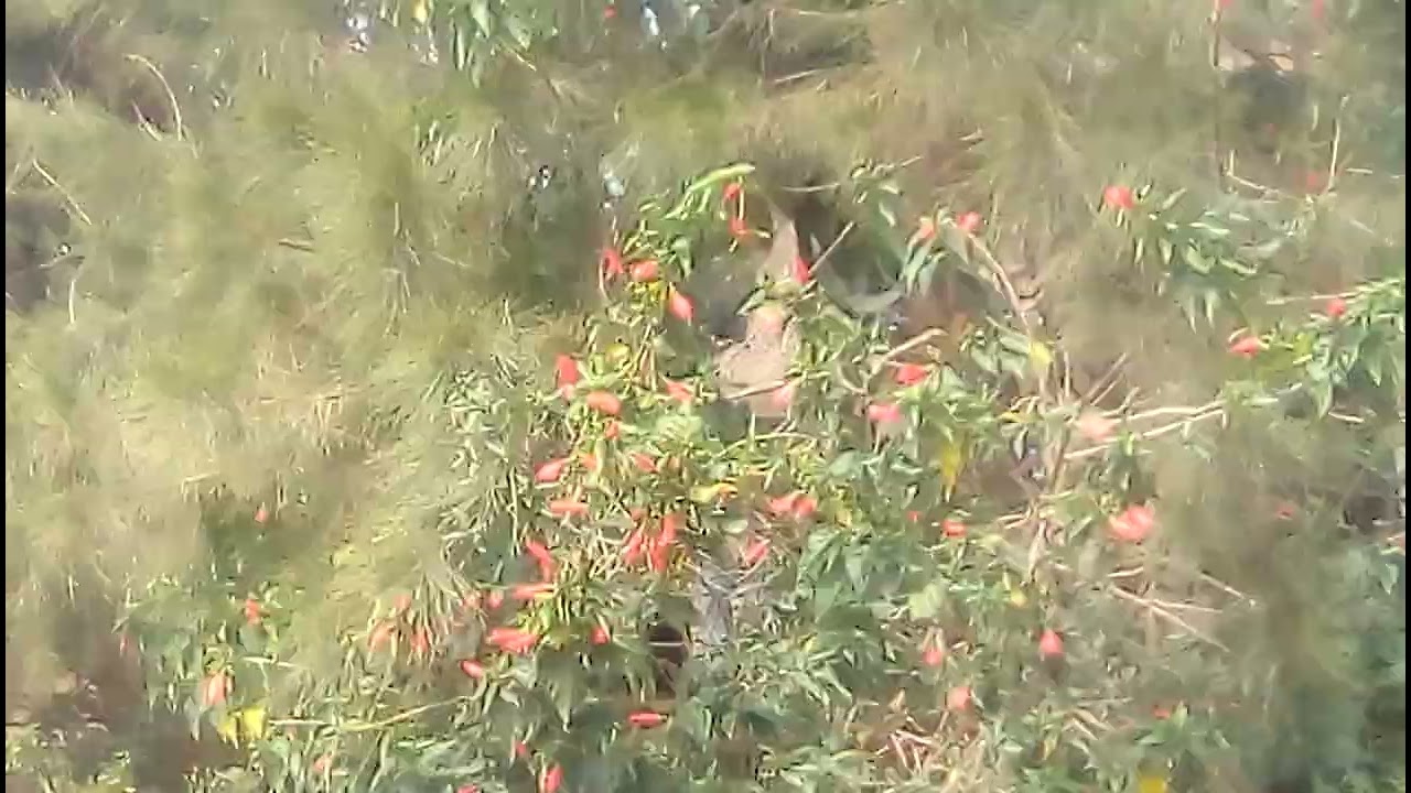 Noneho ntare batinya atugejeje igasanze murwanda