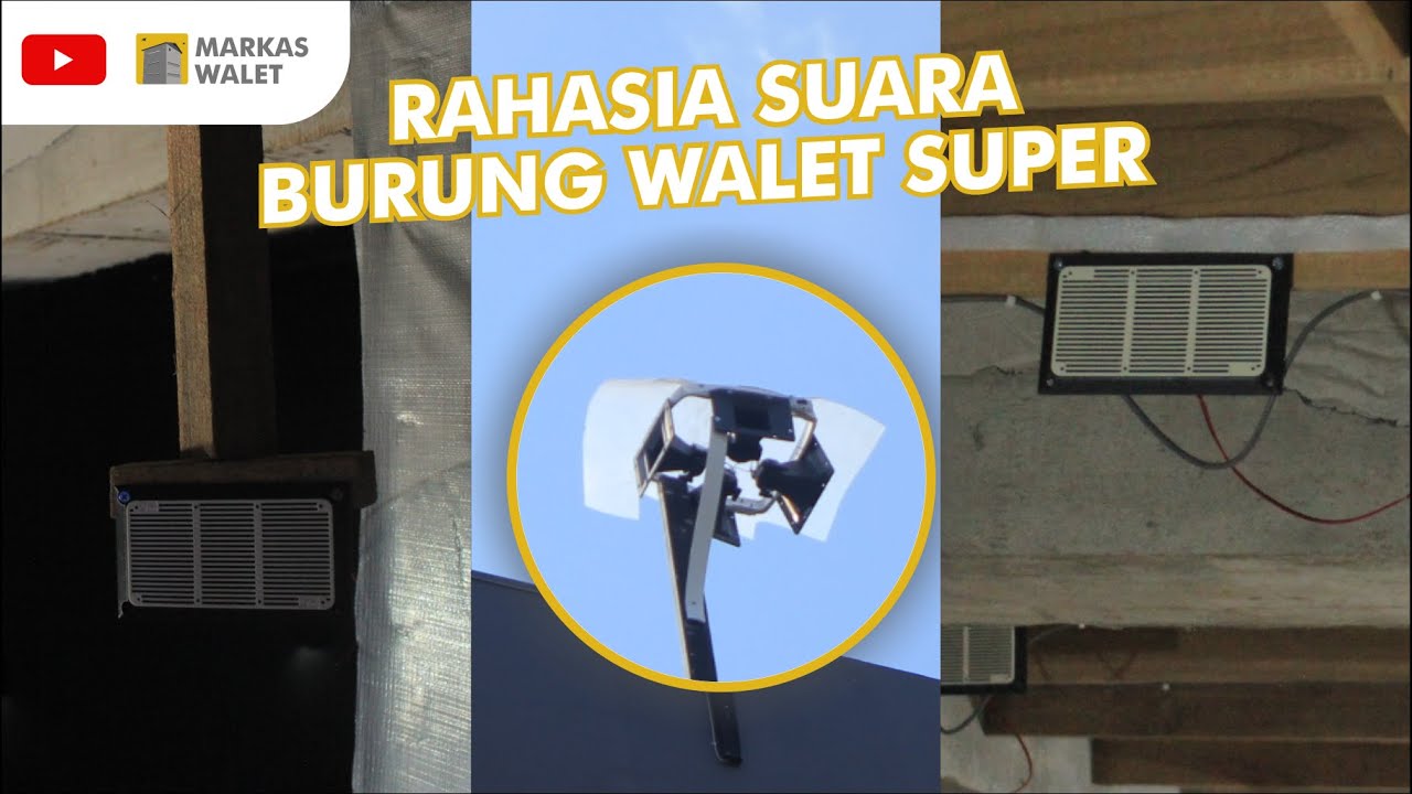 JANGAN ASAL PAKAI SUARA WALET | BEGINI PENJELASANYA!!!