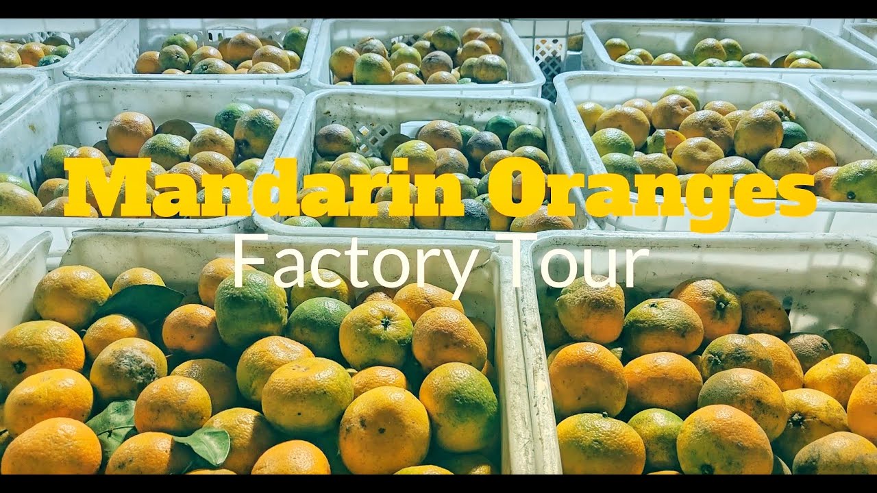 Mandarin Orange Factory