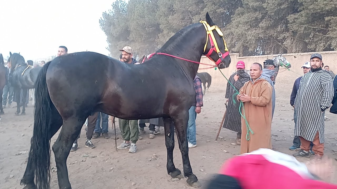 حميدطيكطوكاليوم منور السوق خميسات هذا العود ادهم بالاوراق دياله اعطوه فيه 6 مليون