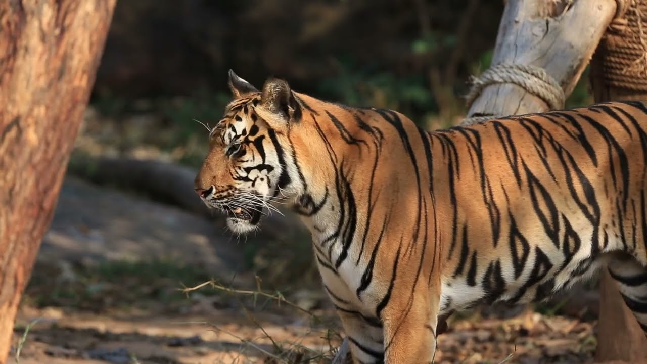 النمر مع المناظر الطبيعية الخلابة | TIGER and natural