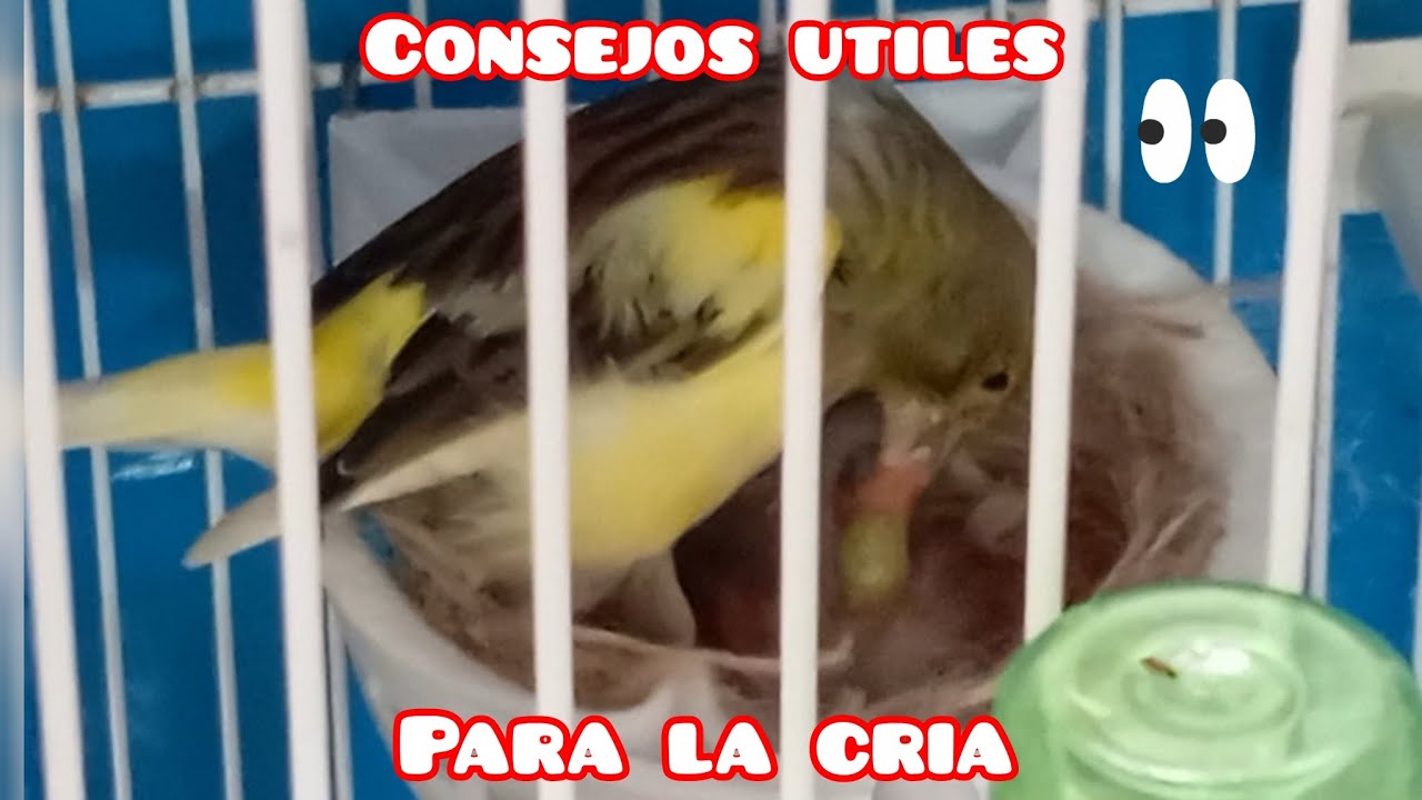 🐦CONSEJOS UTILES PARA LA CRÍA 🐦✅  #aviario #timbrado #canary #naturaleza #canario #birds 