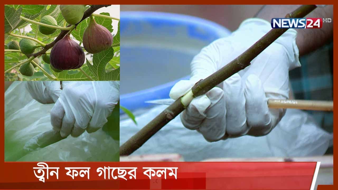 ত্বীন ফল গাছের কলম করার নিয়ম 6Jun.21| Fig Firming in Bangladesh