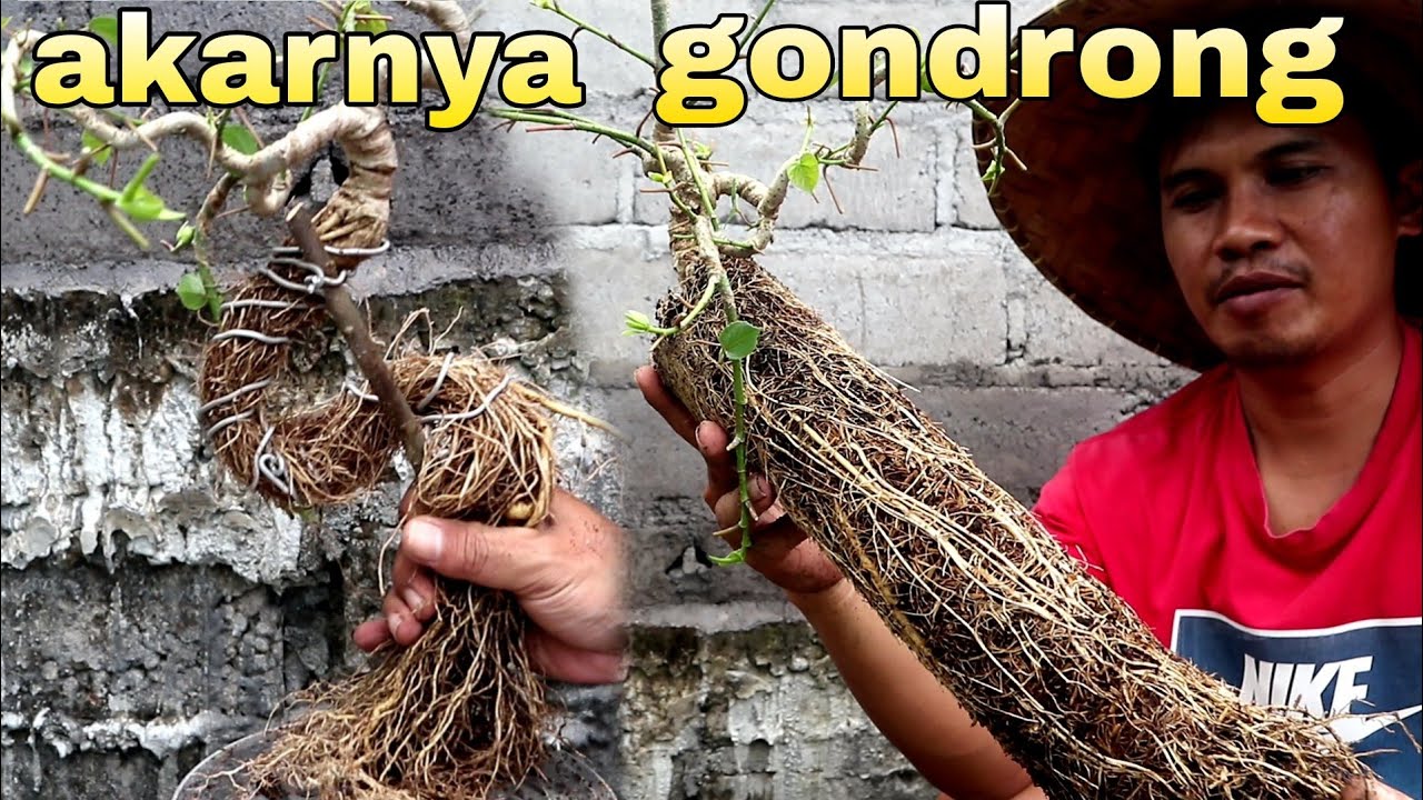 Tips Membuat Akar Bonsai Menjadi Gondrong