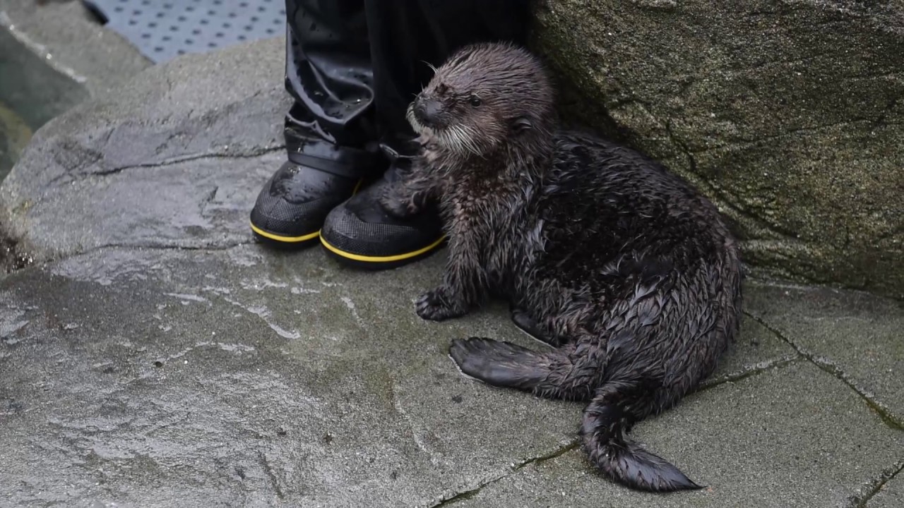 Alaskan Sea Otters Meet Rialto