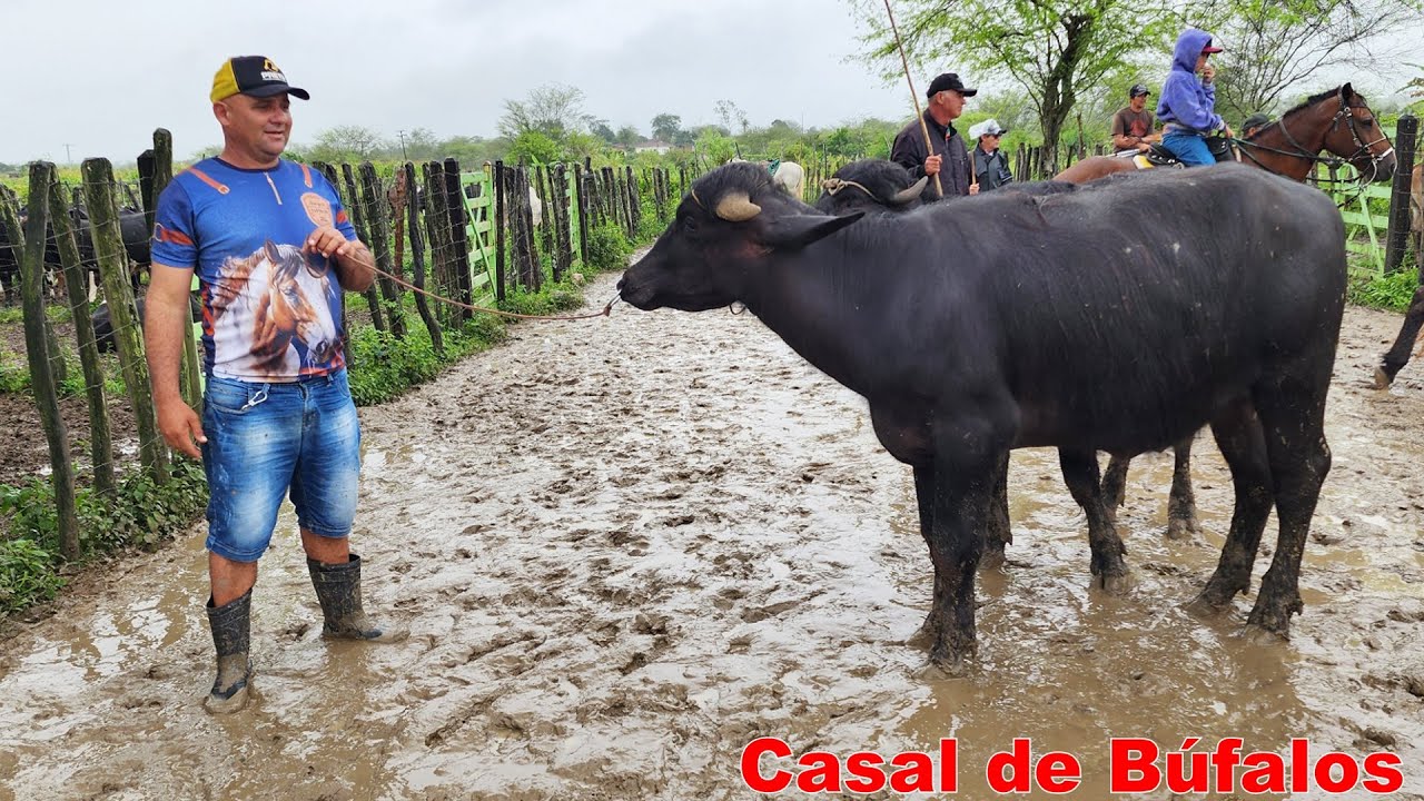 GADO DE R$ 1.100 NA FEIRA EM ALTINHO-PE  15-06-2024 #nordeste