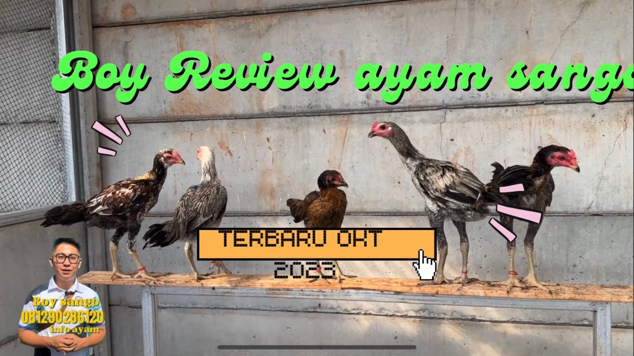Review ayam oktober 2023