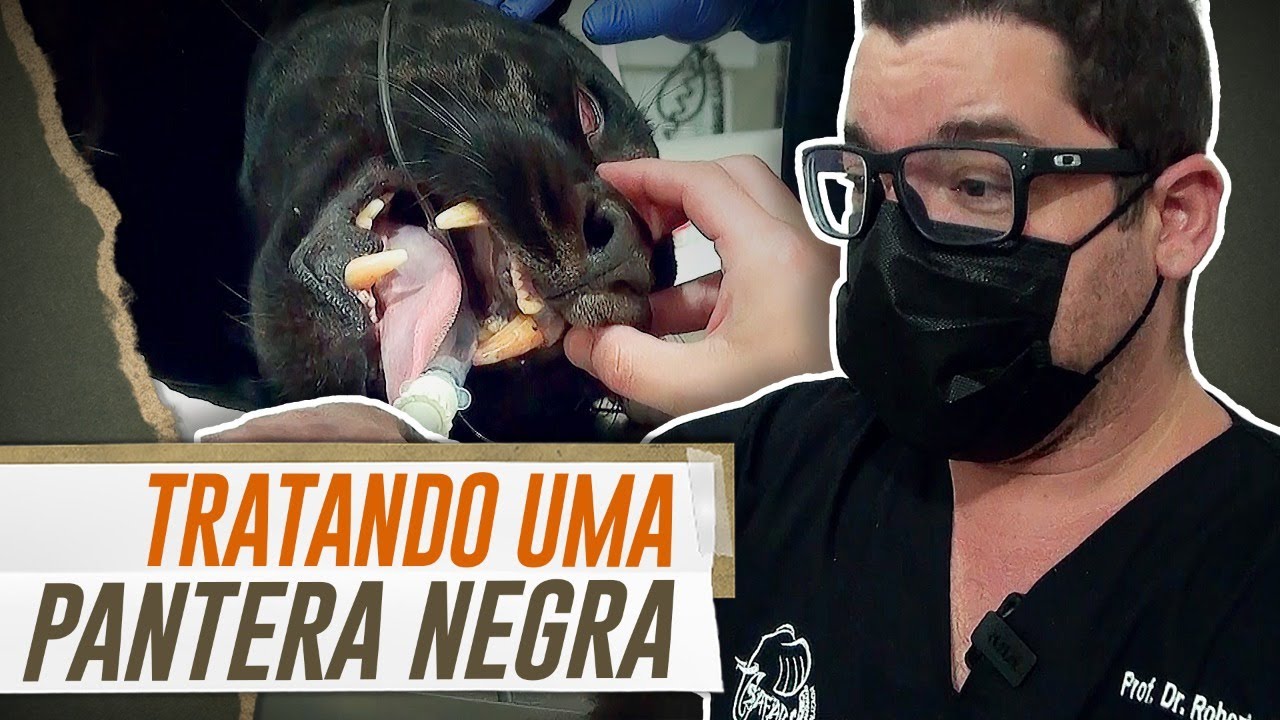 REALIZANDO TRATAMENTO DENTÁRIO EM UMA ONÇA-PINTADA! | THE VETS BRASIL