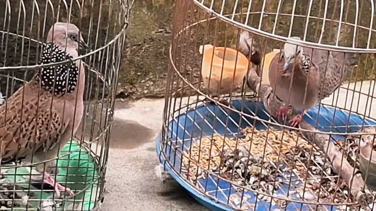 430(BÃO TỒN)  mồi thổ đồng (CÀ LĂM) Bao hay bao gù cho ae kêt đt 0393317436