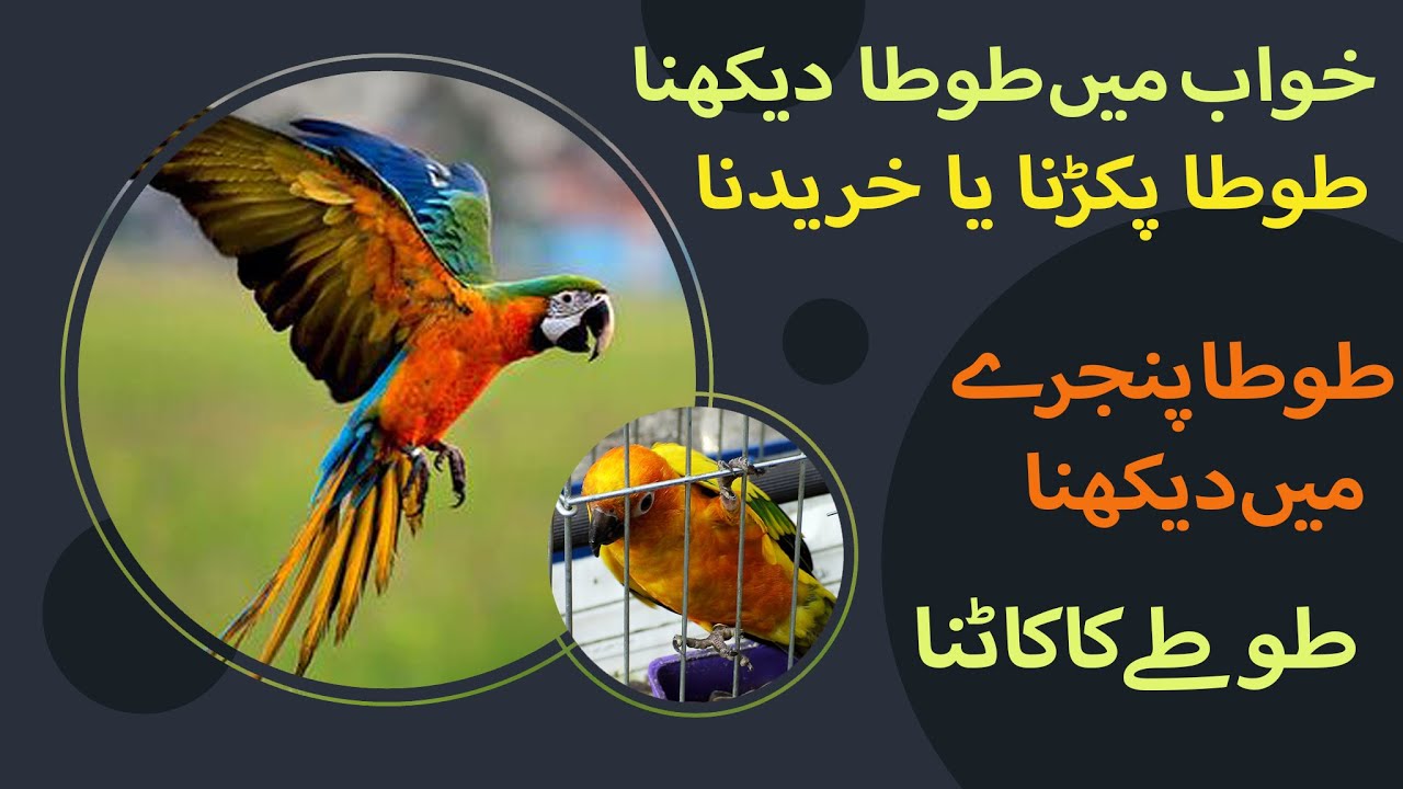 Khwab Mein Tota Dekhna (طوطا) Ki Tabeer in Urdu
