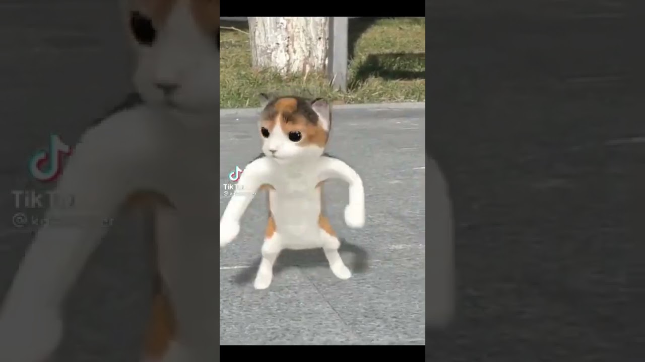 gato bailando