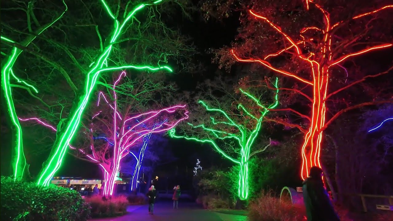 Chester Zoo Lanterns and Light 4K