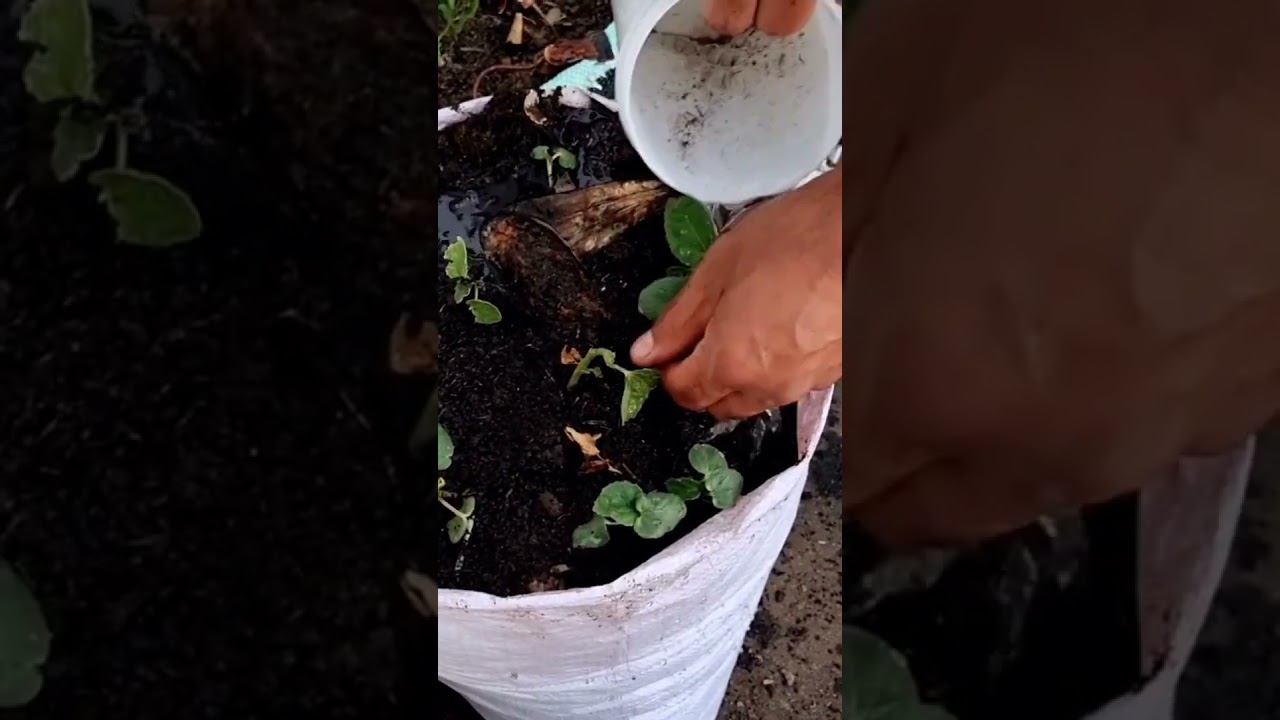 growing bhindi in Cooler Climate #does okra grow in cold weather
