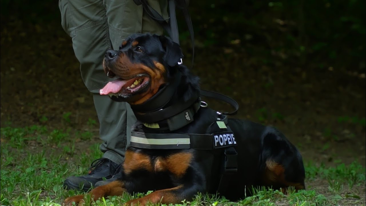 Vicious Rottweiler Defence Training - Rottweiler Popeye