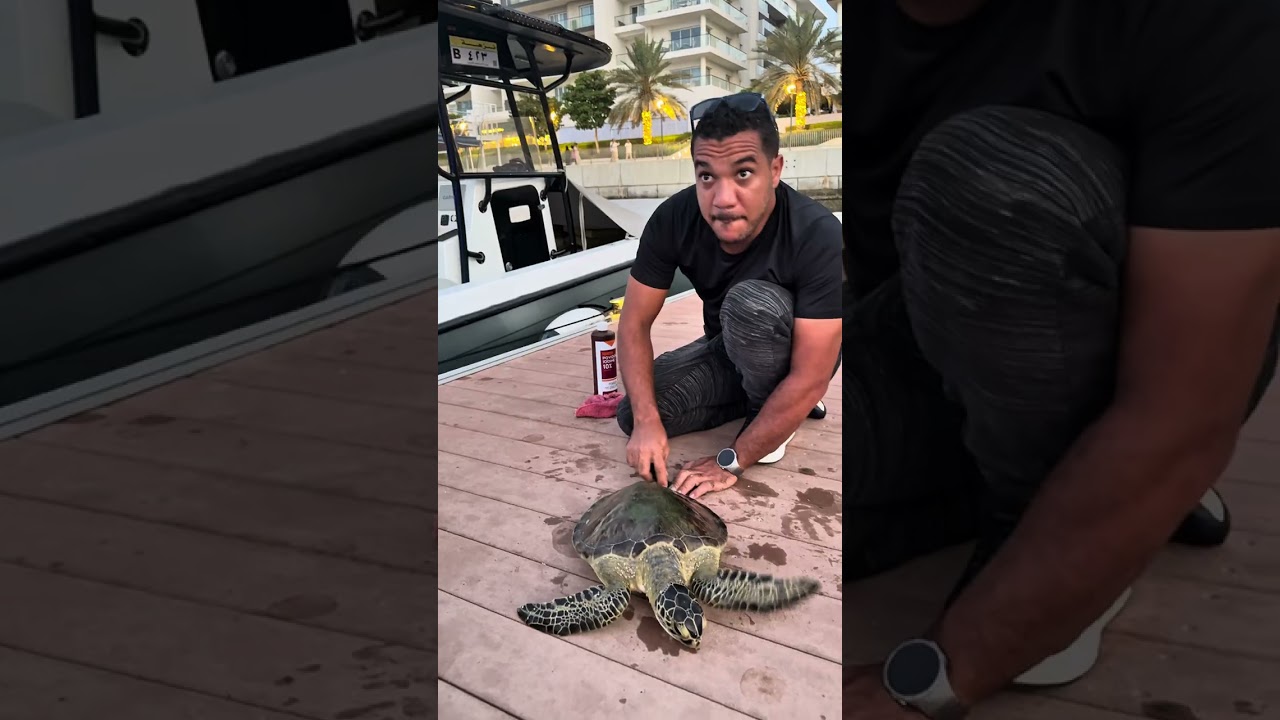 ‏السلحفاة دي كانت بتسمع الكلام وجميلة جدا🐢🥰