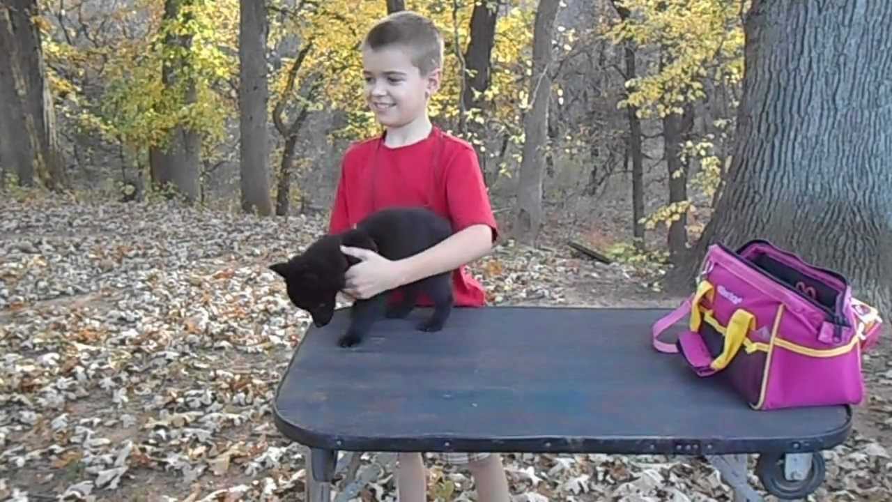 Table Training with Schipperke, Lil' Man