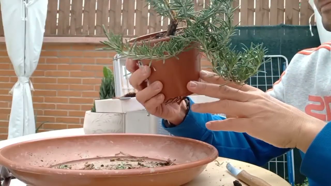 Bonsai ROMERO cuidados y trabajos 