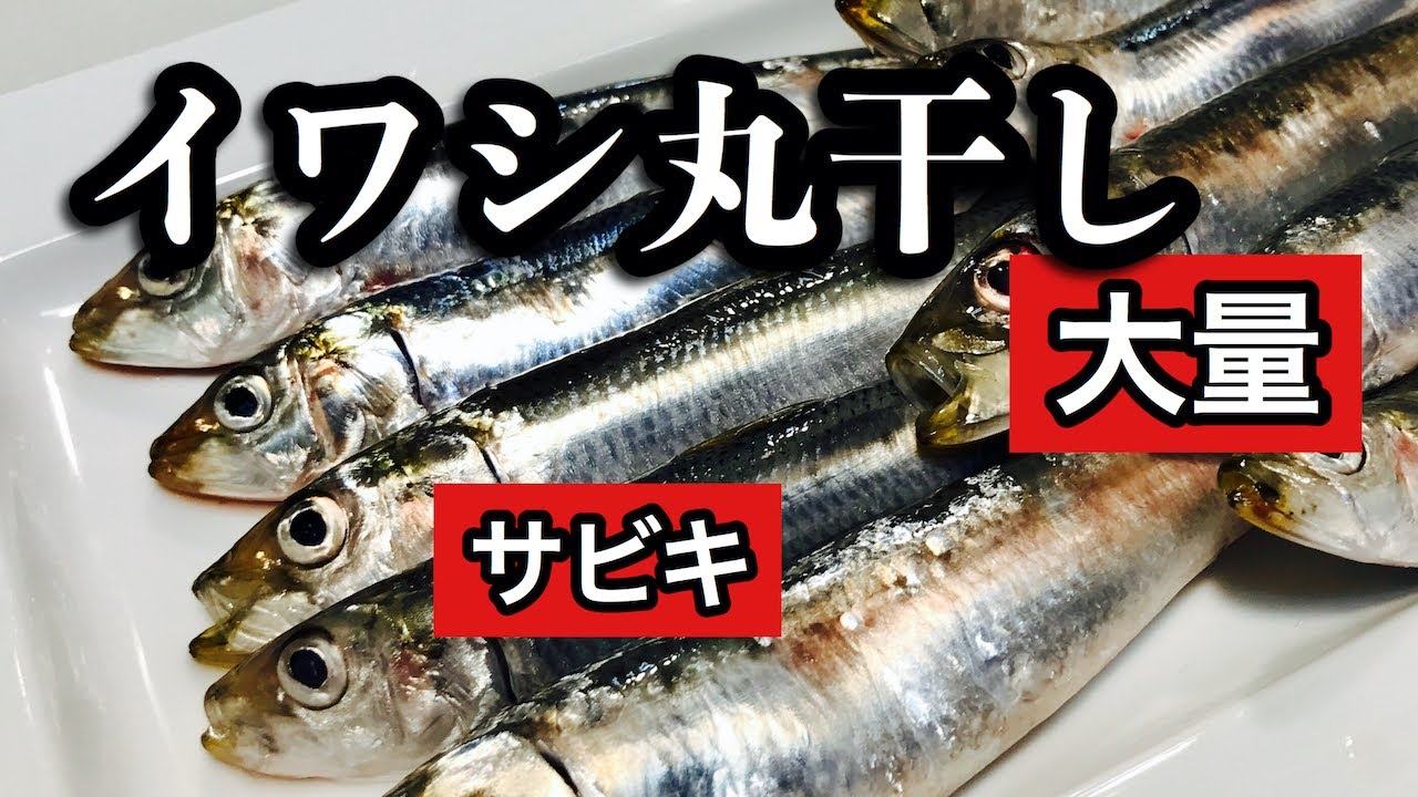 【プロ直伝】 サビキ釣りで爆釣！【イワシの丸干し（干物）の作り方】　鱗の取り方から丁寧に説明します　唐揚げにも出来ます　大量に釣れても冷凍保存出来るので安心です！