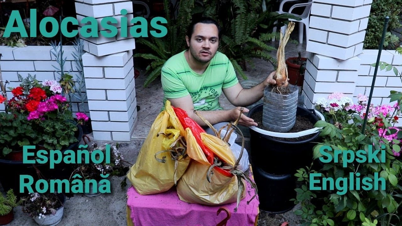 Como PLANTAR los BULBOS de ALOCASIA en 4 IDIOMAS: ESPAÑOL | ROMÂNĂ | SRPSKI | ENGLISH
