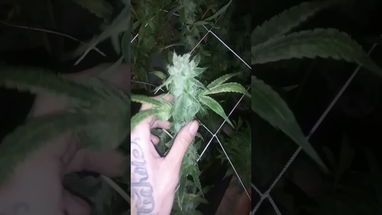 Harvest Day❗using #Octopots #hydrosoil Day 63 of Flower (HINDU KUSH) & the 🆕🆕(MacF2)🥇