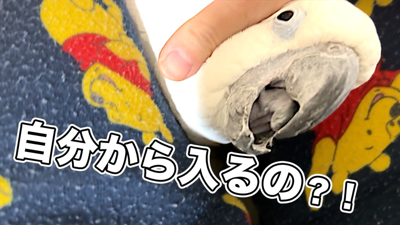 ゆきまる氏、自分から股に入ってきたんだけど