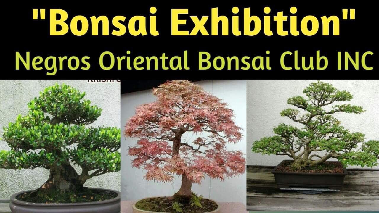 BONSAI TREE EXHIBITION 2019
