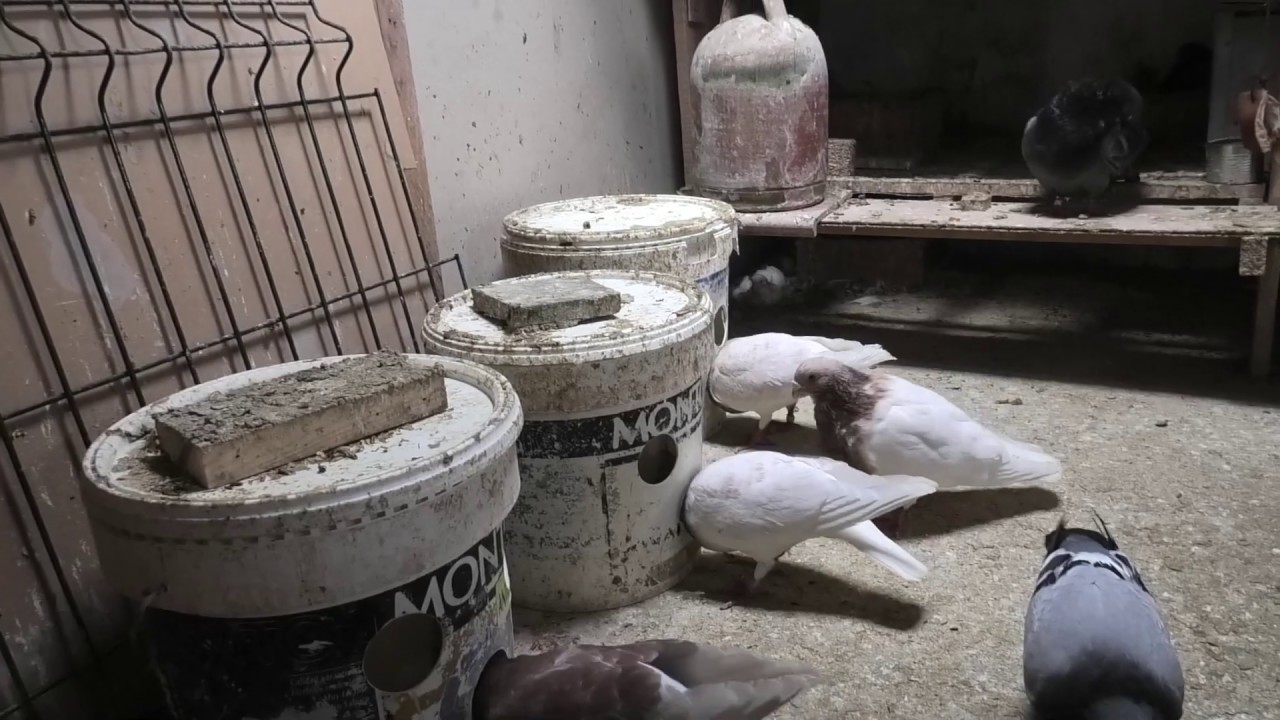 La limpieza del palomar