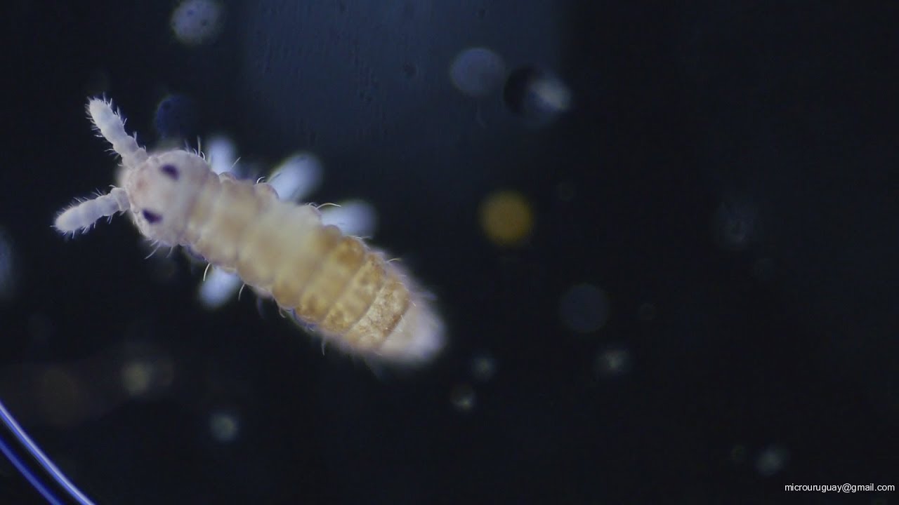 Colémbolos animales diminutos - Collembola tiny animals