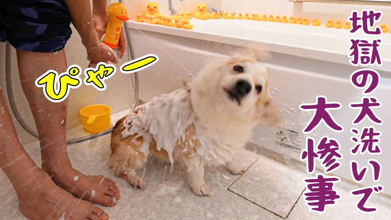 わんこ用自動ソープディスペンサを使ったらこうなりました【地獄の犬洗い】