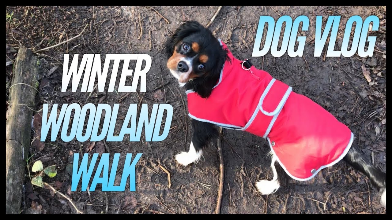 Winter Woodland Walk | DOG VLOG with Ludo!