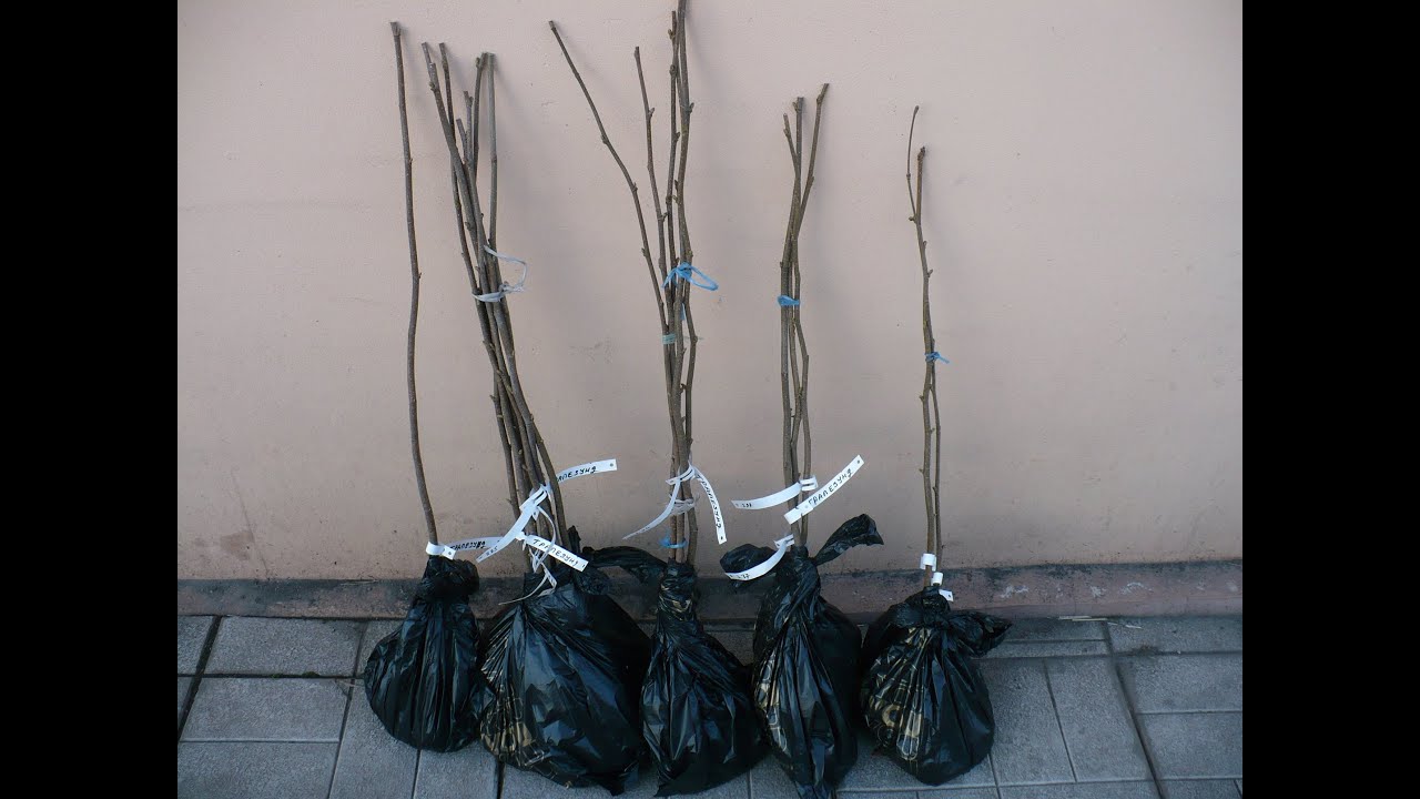 фундук Трапезунд  ОТПРАВКА САЖЕНЦЕВ.!!!  hazelnut seedlings !