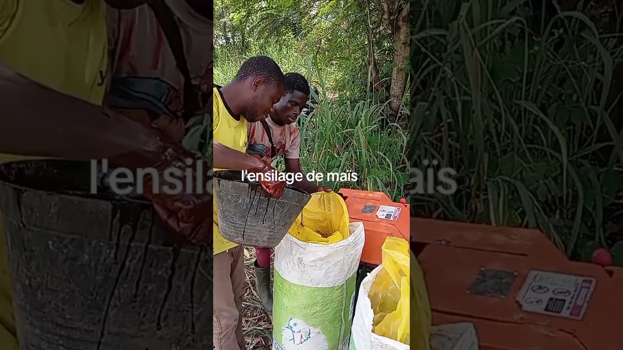 l'ensilage de maïs
