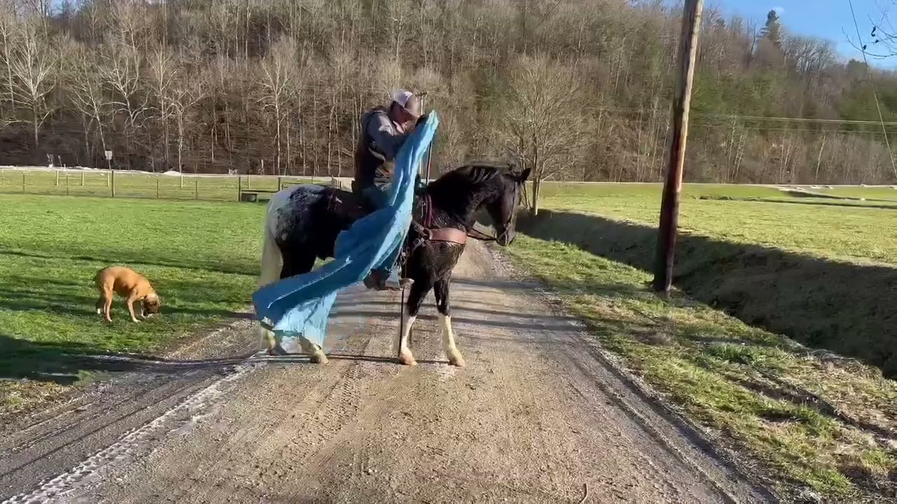 Unique walkaloosa gelding for sale