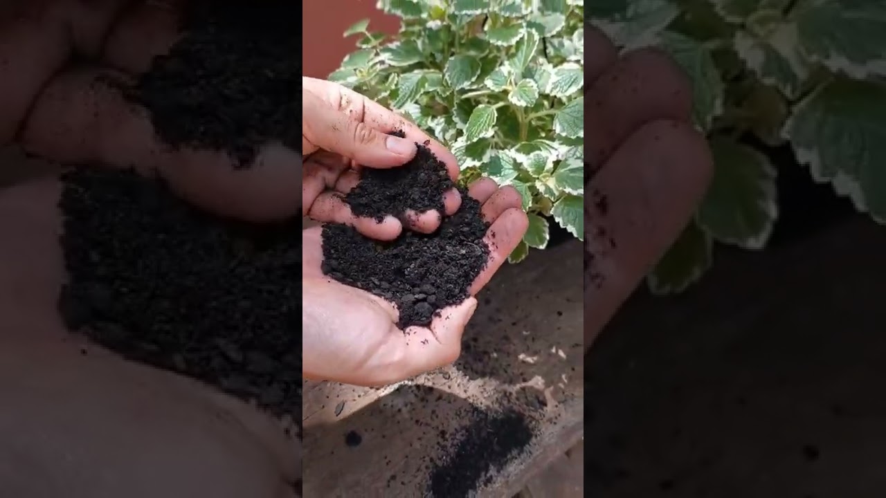 Como cuidar da planta incenso #plantasmedicinais #plantas #shorts