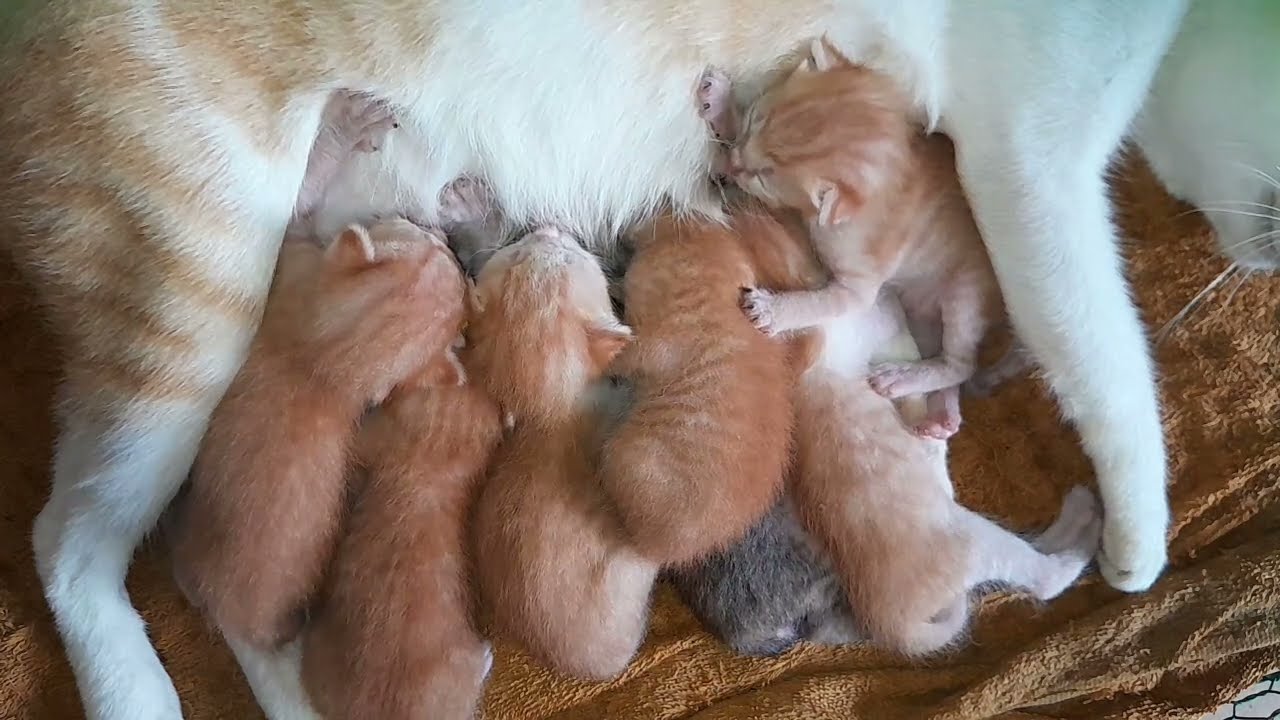 The most love !! All of baby kittens are getting milk together