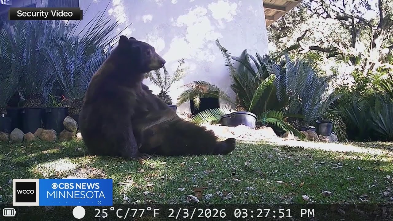 Mama bear and cubs removed from under home