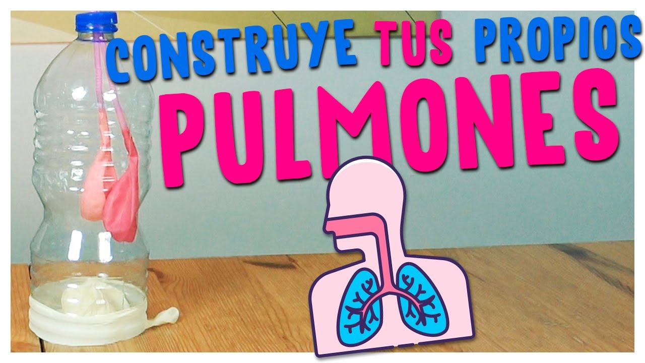 ¡CONSTRUYE tus propios PULMONES! | El aparato respiratorio explicado para niñas y niños