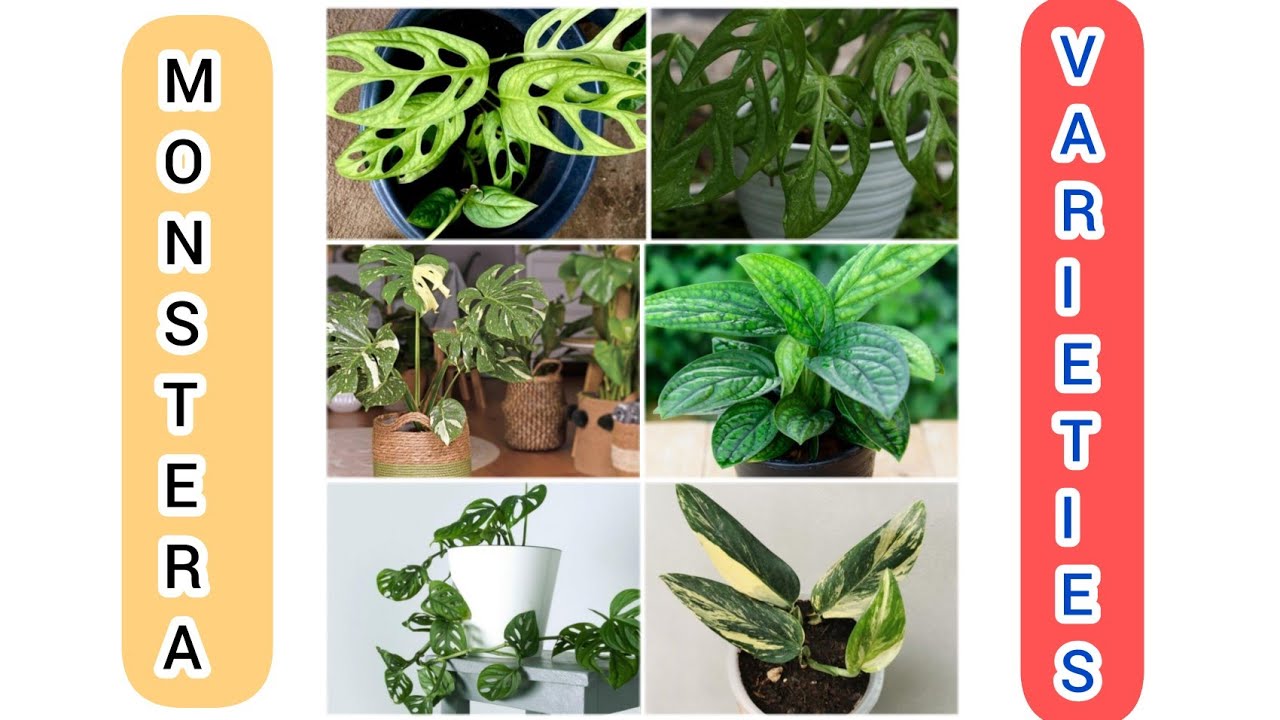 16 Different types of monstera plant || Monstera plant || monstera plant varieties