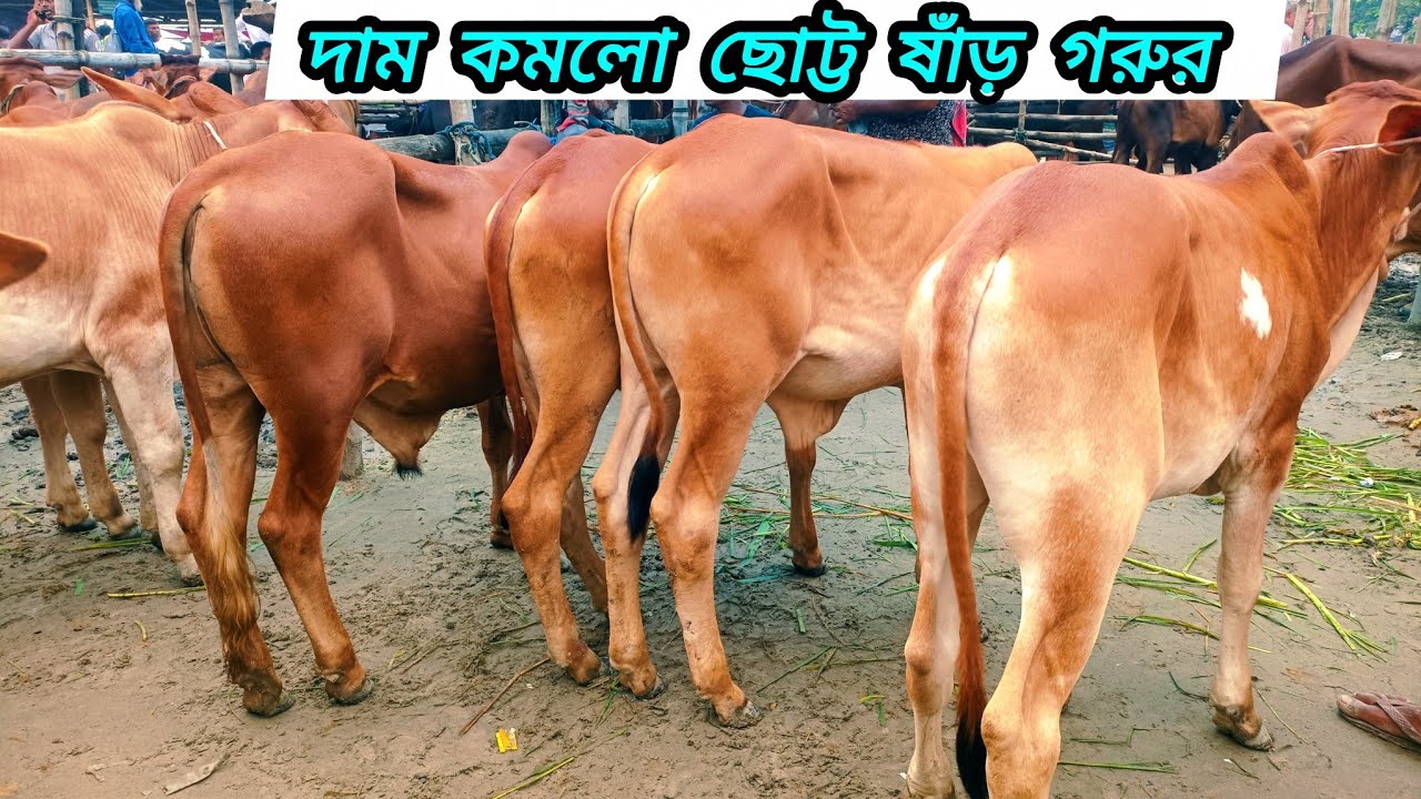১২/০৮/২০২৫/ পাঁচবিবি গরুর হাট থেকে খামার উপযোগী শাহীওয়াল ষাঁড় বাছুর গরুর দাম জানুন #নওগাঁ_কৃষি_চিত্র