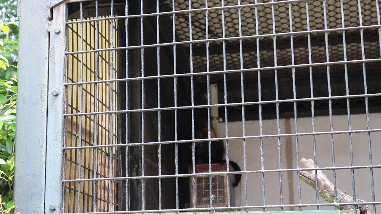 異常行動：フサオマキザル 自傷（羽村市動物公園）｜動物解放団体リブ